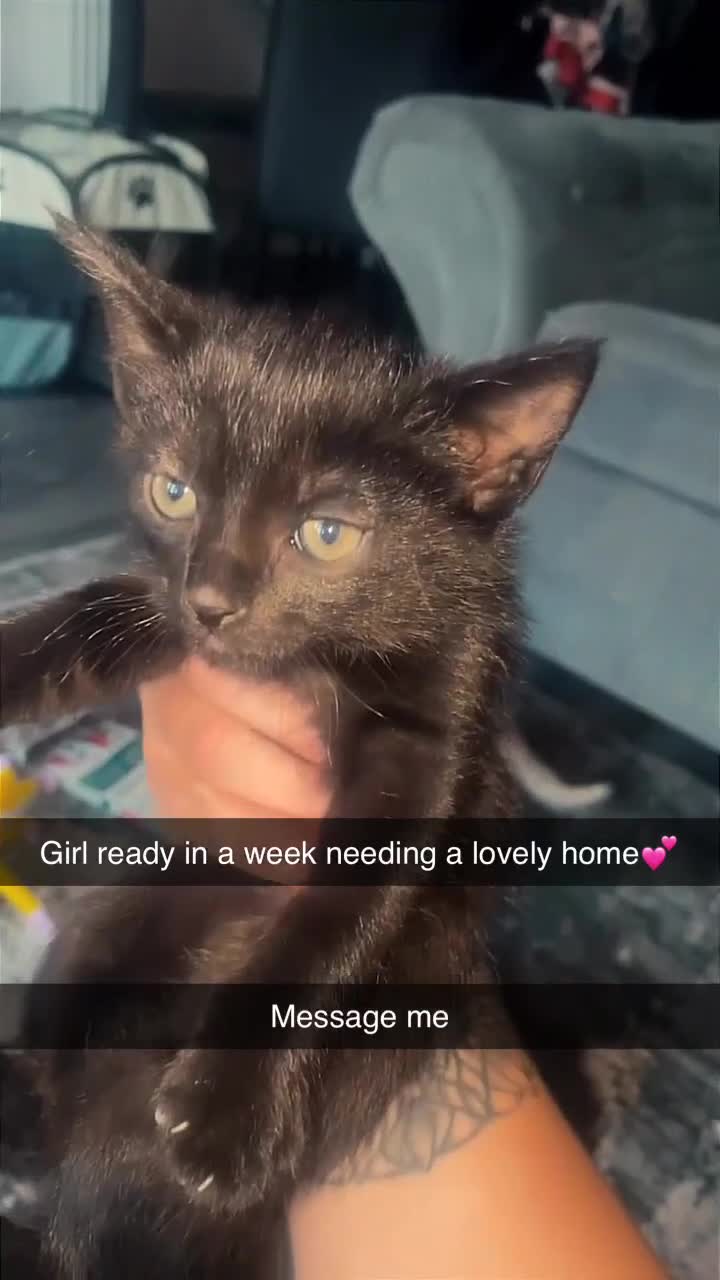 Mixed Breed cats for sale: 2 mothers and 4 kittens  - Video 2