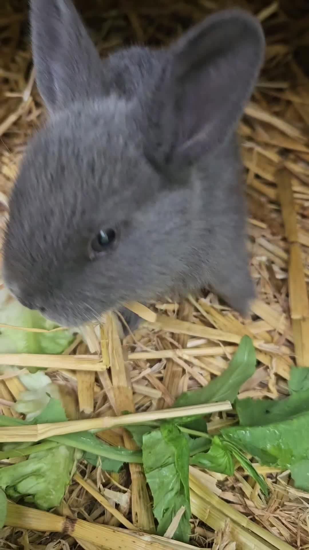 Rex rabbits for sale: Beautiful baby bunnies 8 weeks old - Video 1