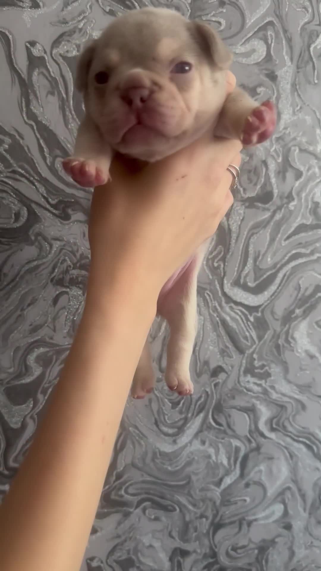 French Bulldog dogs for sale: Female puppy frenchie - Video 1