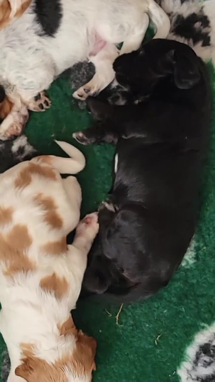 Mixed Breed dogs for sale: Stunning health tested sprollie x cocker  - Video 1
