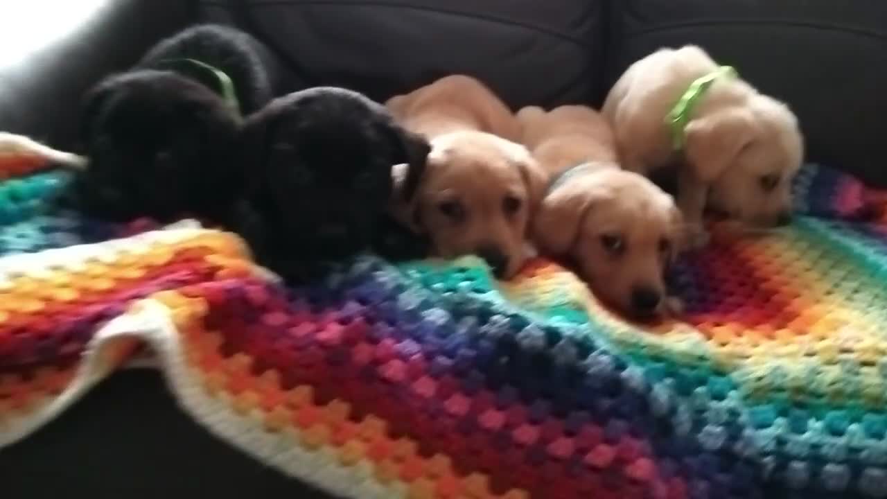 Labrador Retriever dogs for sale: Here come the boys! - Video 1
