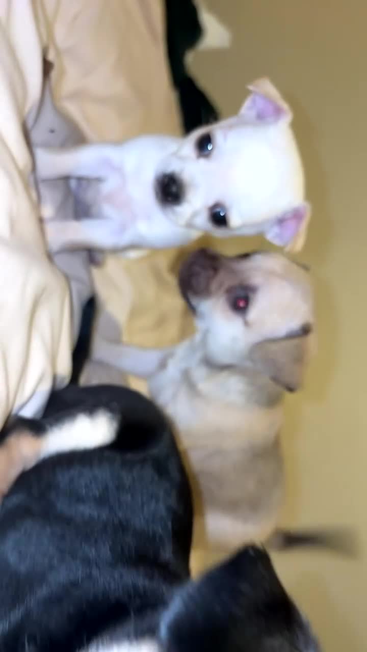 Chihuahua dogs for sale: Chihuahua  in Brighton - Video 1