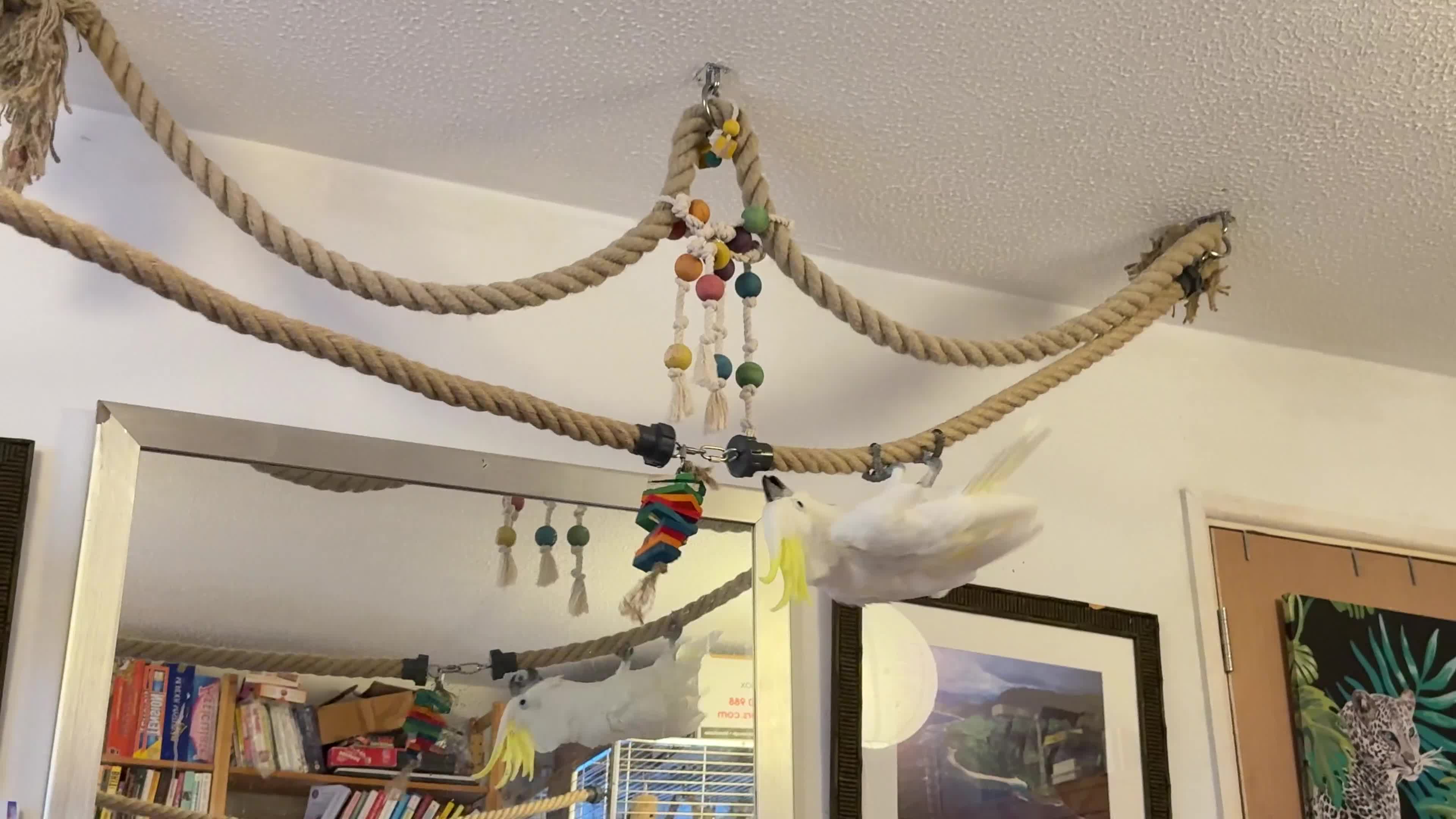 Cockatoo birds for sale: Triton Cockatoo - Beautiful Tame Trained & Social  in Stroud - Video 3