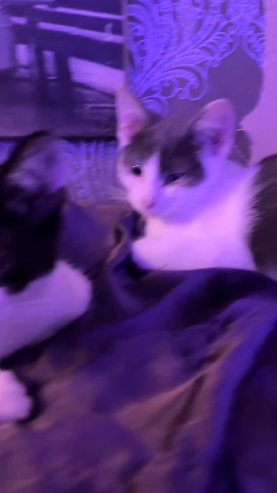 LaPerm cats for sale: Mixed breed blue and white kittens - Video 1