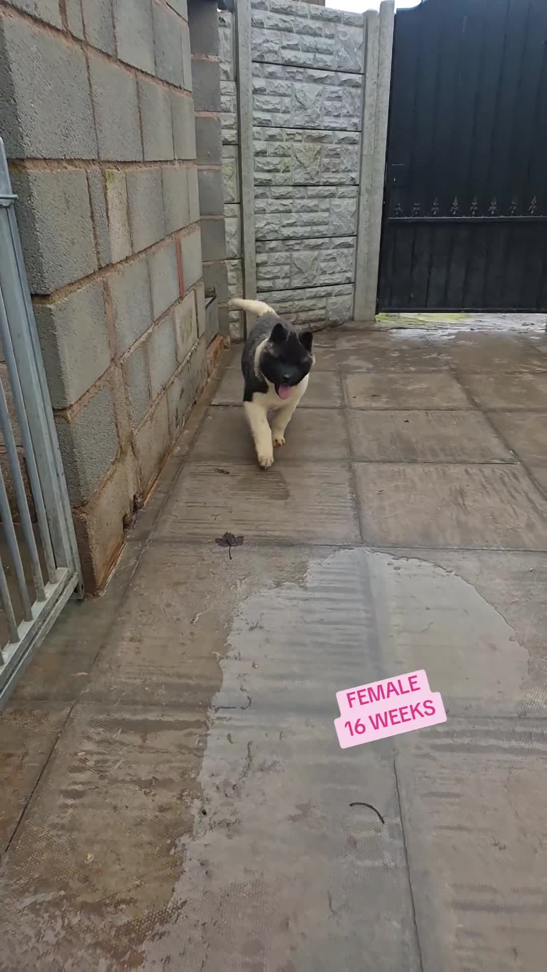 Akita dogs for sale: AMERICAN AKITA FEMALES BLACK MASK BEARS - Video 2