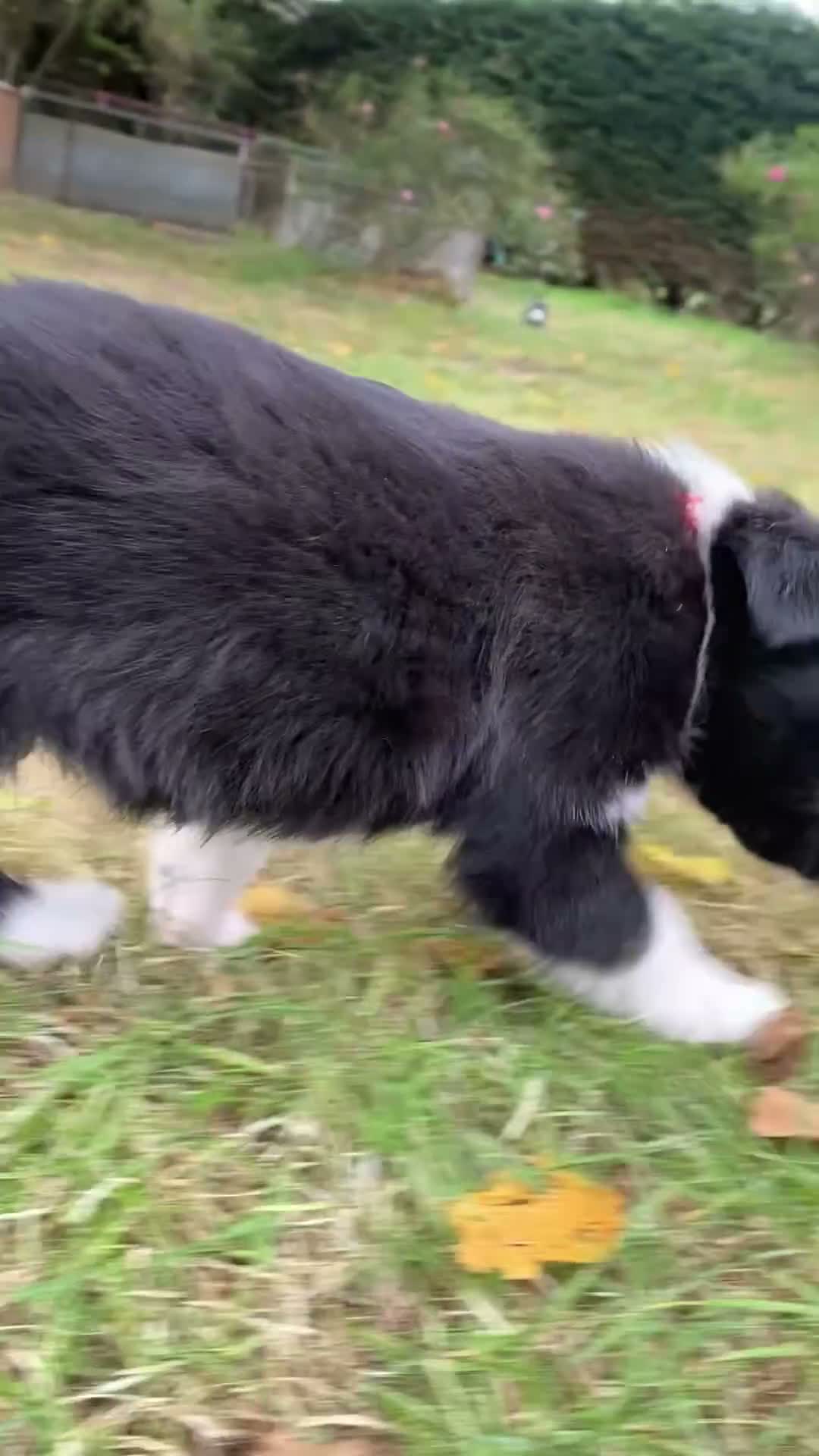 Border Collie dogs for sale: Working Border Collie puppies - Video 1