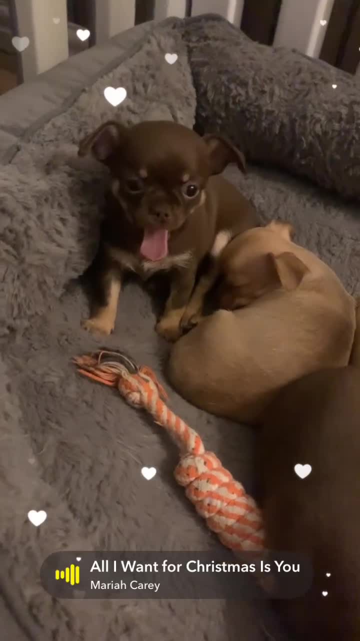 Chihuahua dogs for sale: Chihuahuas boys and girls available - Video 2