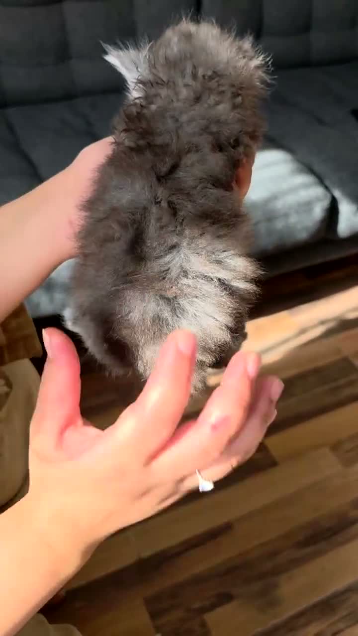 Persian cats for sale: Stunning Persian Kittens 🥰 in Romford - Video 1