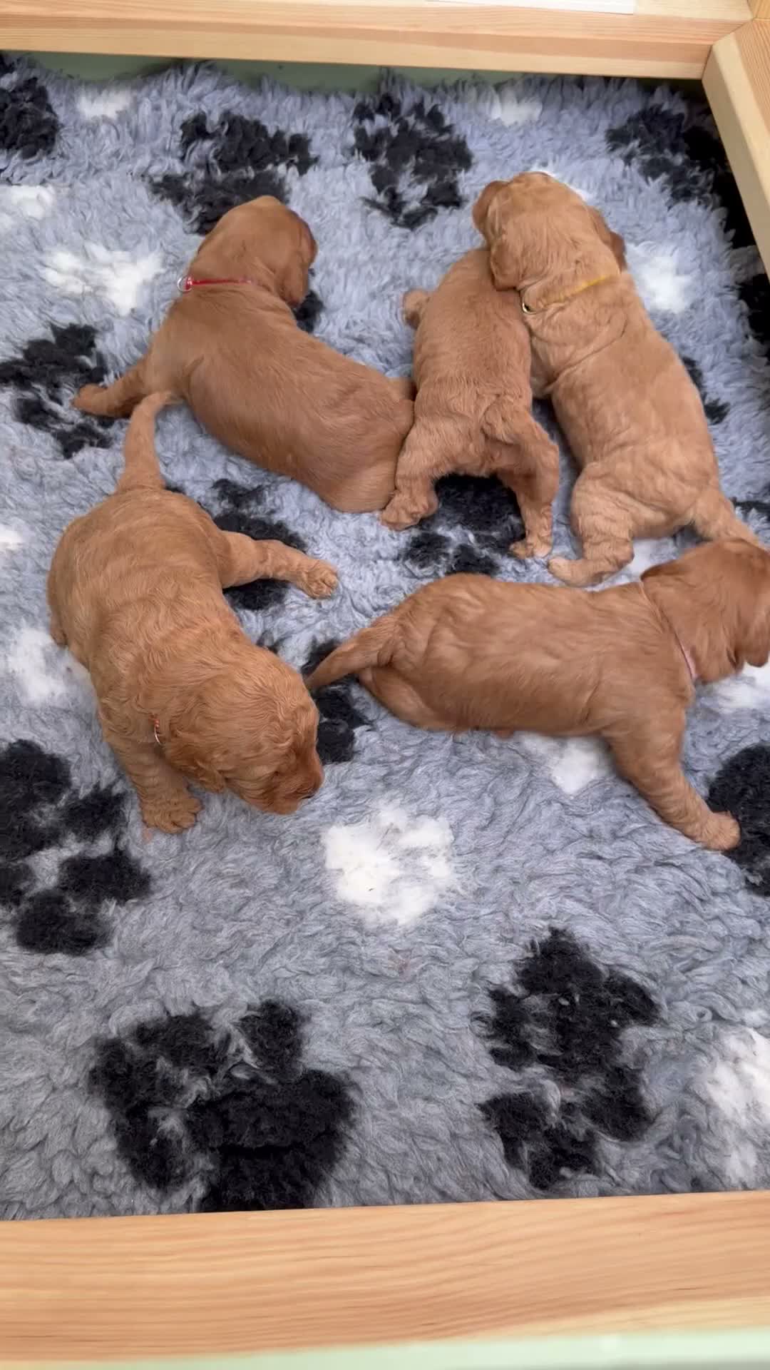 Cavapoo dogs for sale: Beautiful red cavapoo puppies  - Video 3