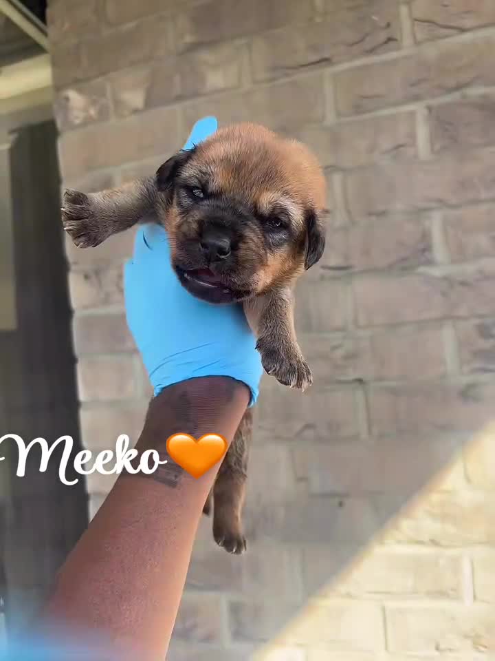 Mixed Breed dogs for sale: Beautiful Puppies For Sale!!! - Video 5