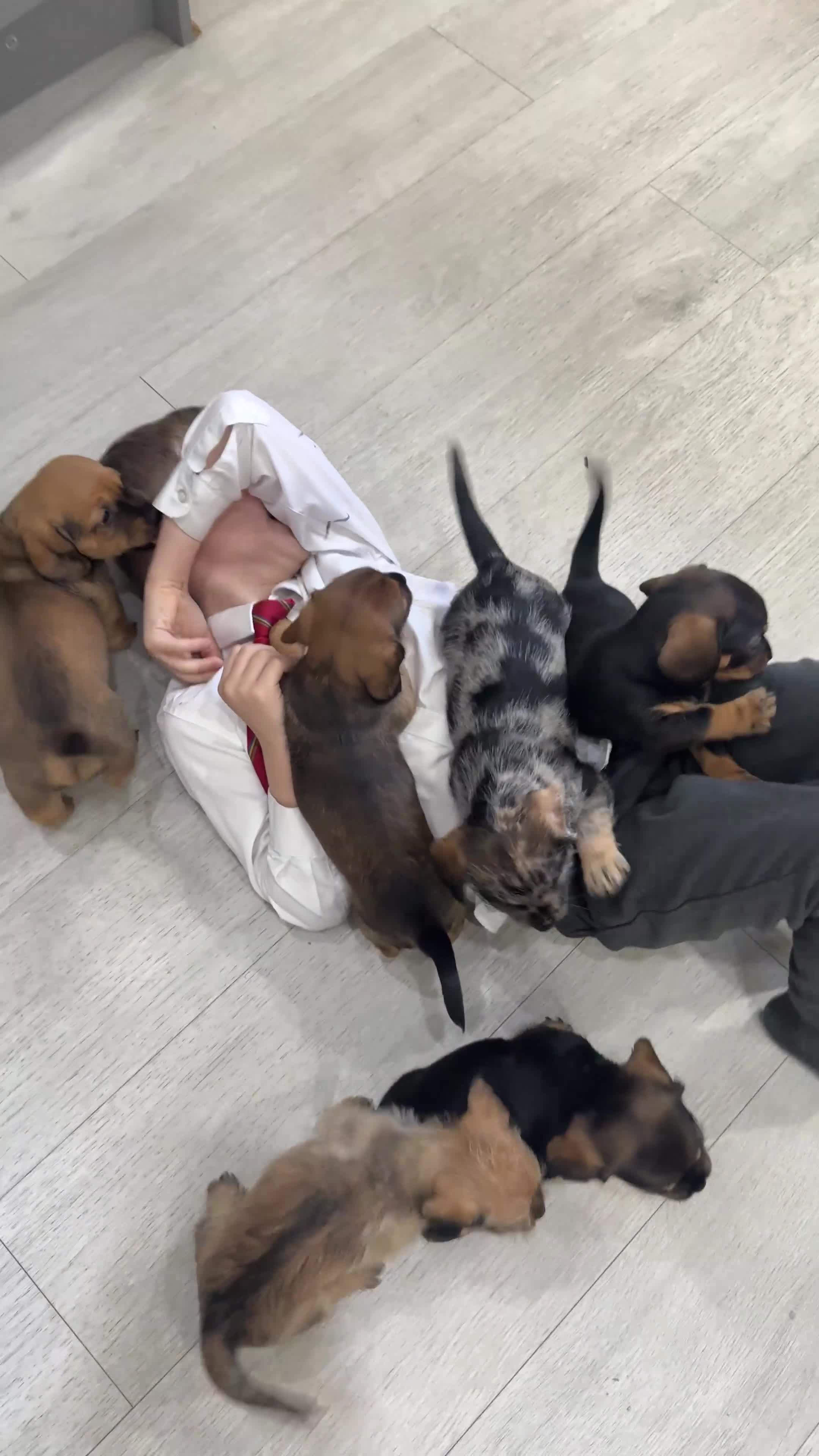 Mixed Breed dogs for sale: 3 Shitzu X Dashchund Mix puppies - Video 1