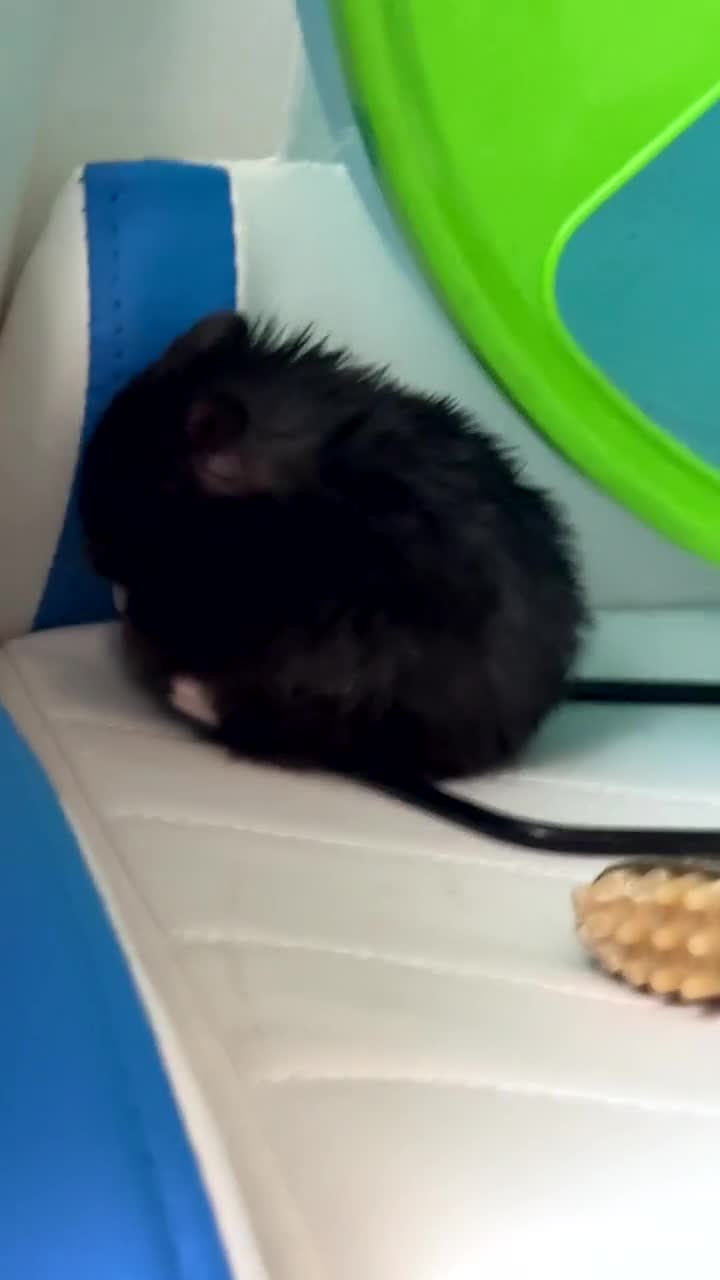 Hamster rodents for sale: Toasty the hamster  in Retford - Video 3