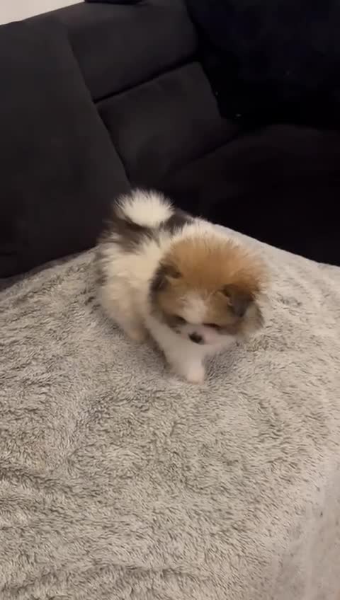 Pomeranian dogs for sale: Unique patterned Pomeranians 🩵🩷 - Video 1