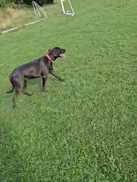Mixed Breed dogs for sale: Doberman mix  in Nottingham - Video 1