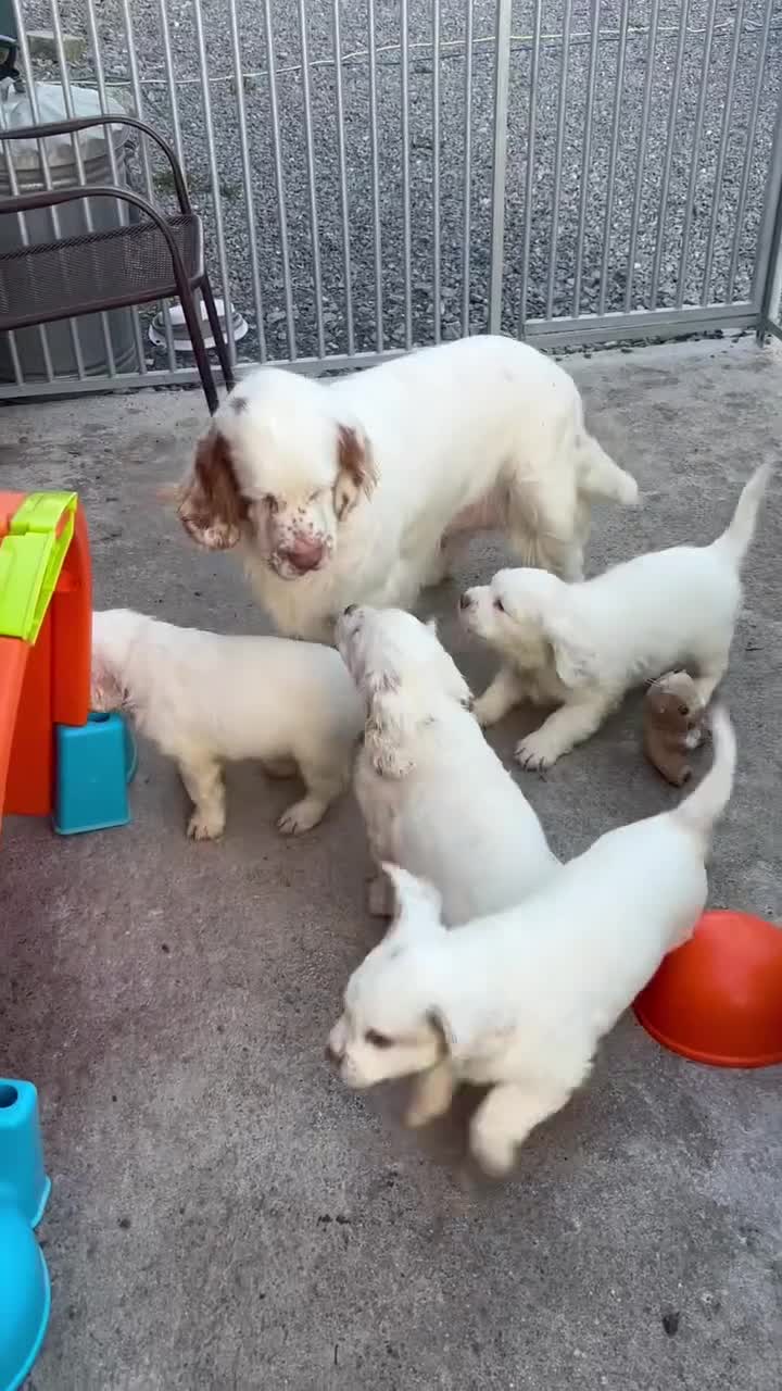 Clumber Spaniel dogs for sale: Clumber Spaniel Puppies Available 🐾 in Brora - Video 1