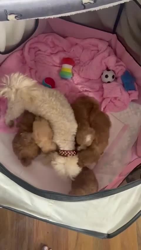 Maltipoo dogs for sale: 💫Tiny Red Boys Available Now💫 - Video 1