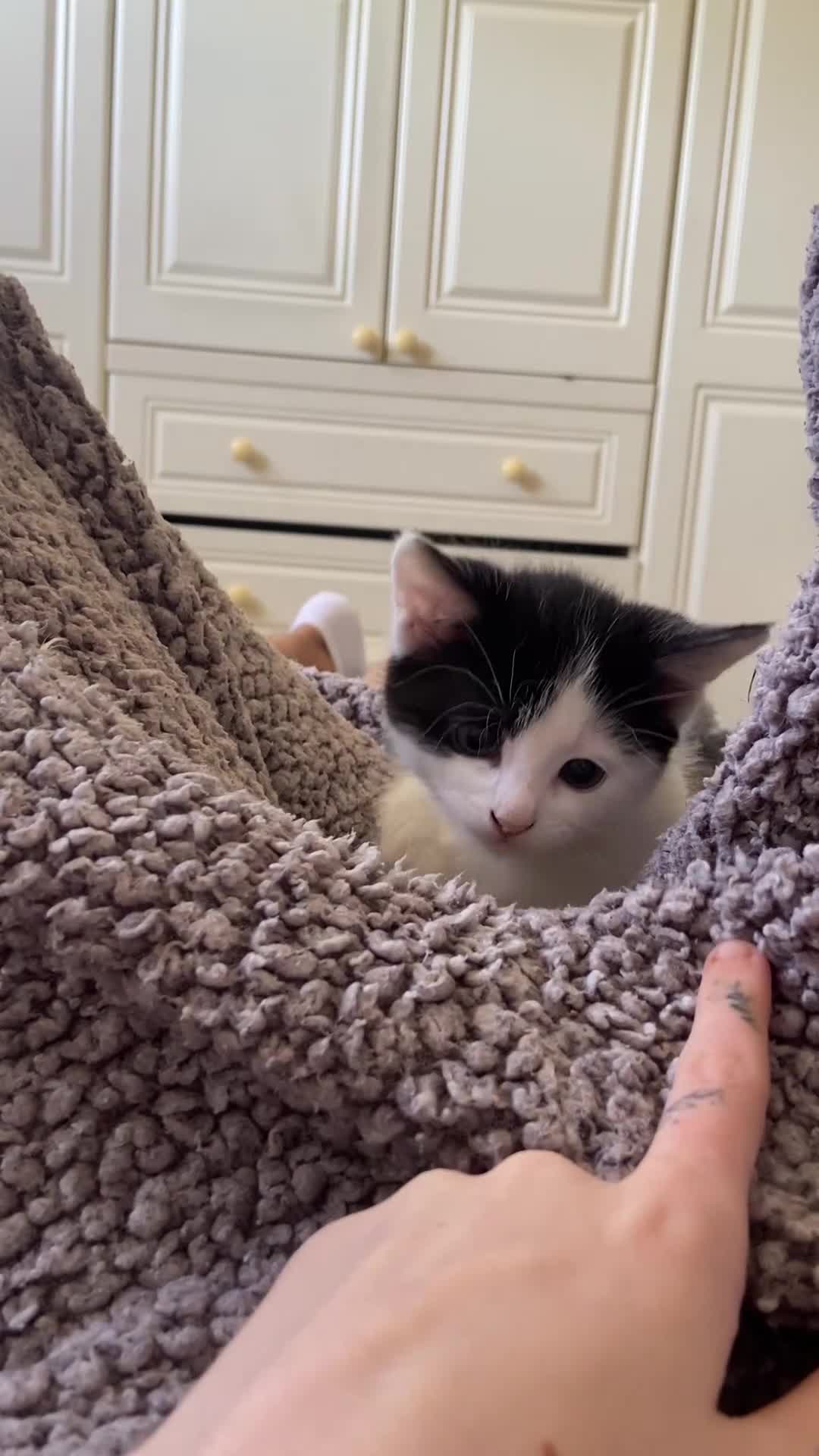 Mixed Breed cats for sale: 1 boy and 1 girl kitten for sale - Video 1