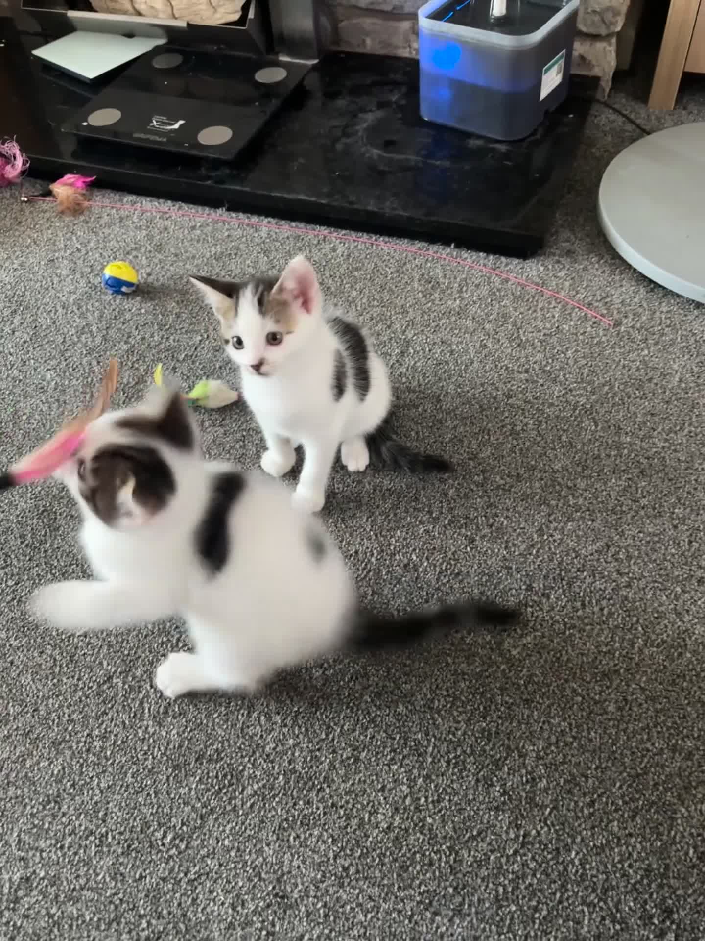 Mixed Breed cats for sale: TWO LEFT! Beautiful kittens ready for 5/10/25 - Video 2