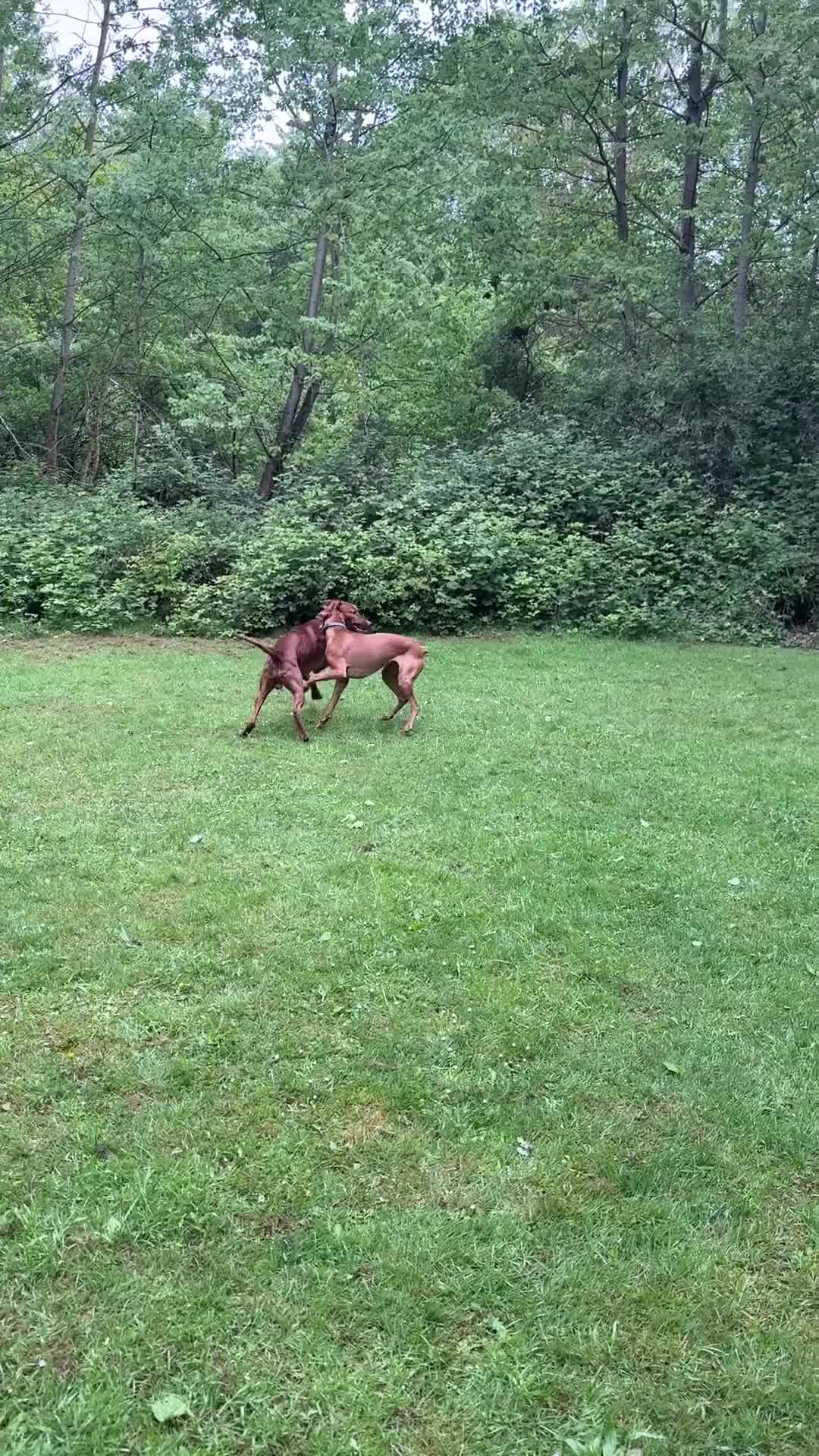 Hungarian Vizsla dogs for sale: Adorable Hungarian Vizsla Pups in Southport - Video 3