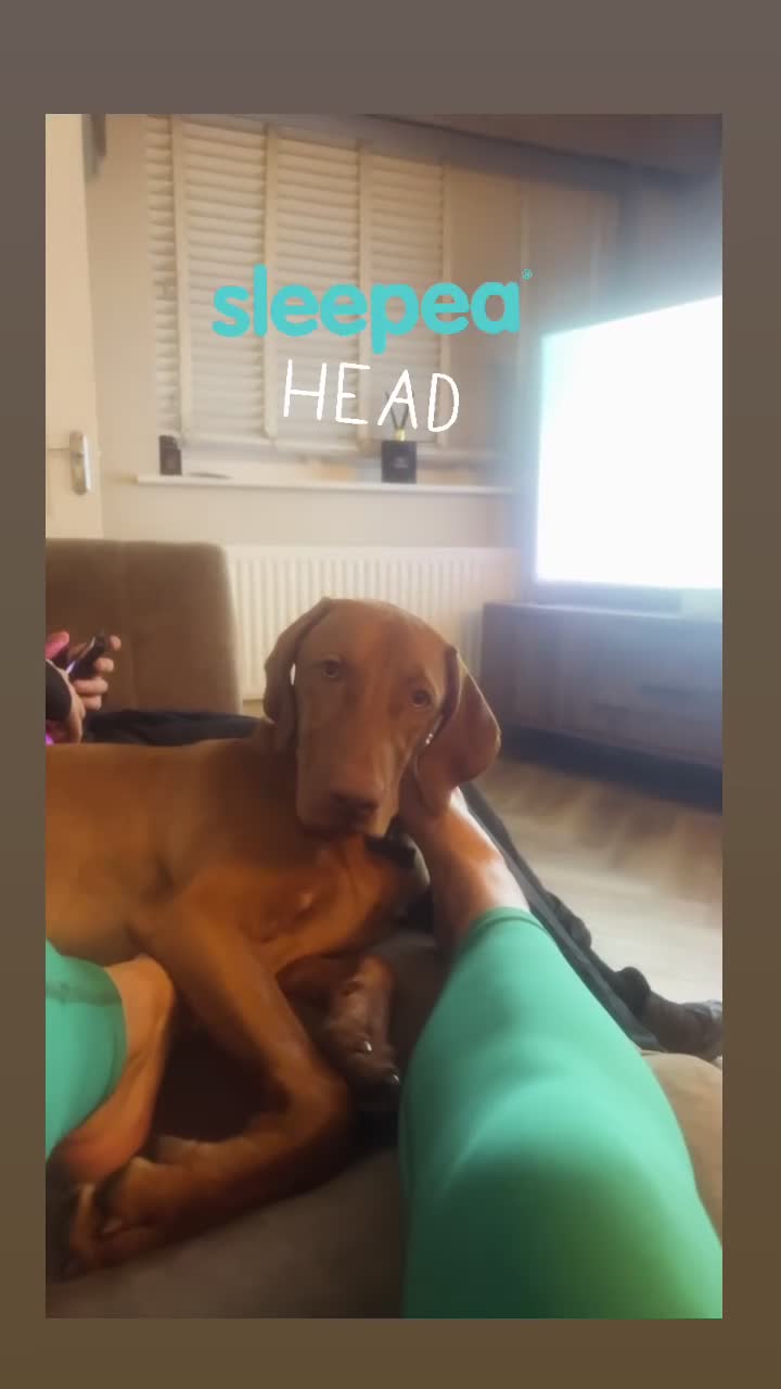 Hungarian Vizsla dogs for sale: 6 months old  - Video 1