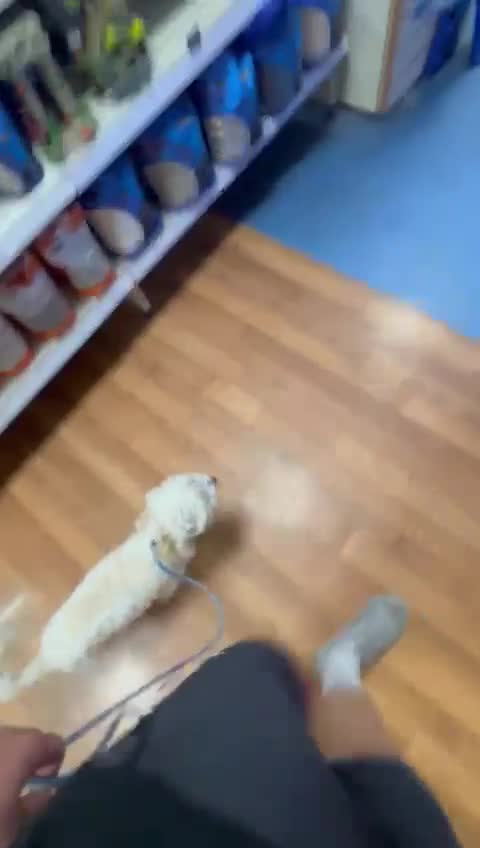 Maltipoo dogs for sale: BENJI in Goole - Video 1