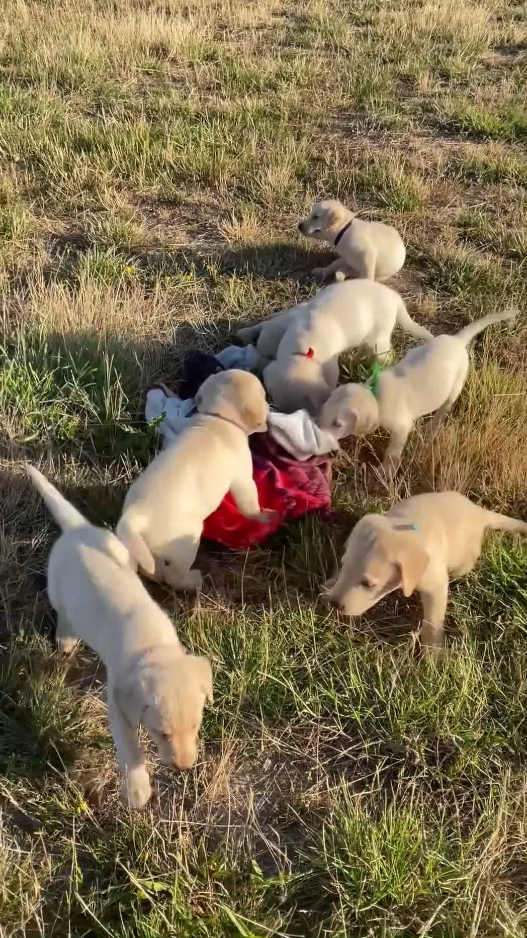 Labrador Retriever dogs for sale: Labrador golden puppies. KC registered  - Video 2