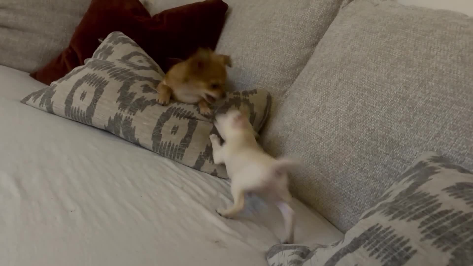 Mixed Breed dogs for sale: Beautiful chihuahua X puppies - Video 1