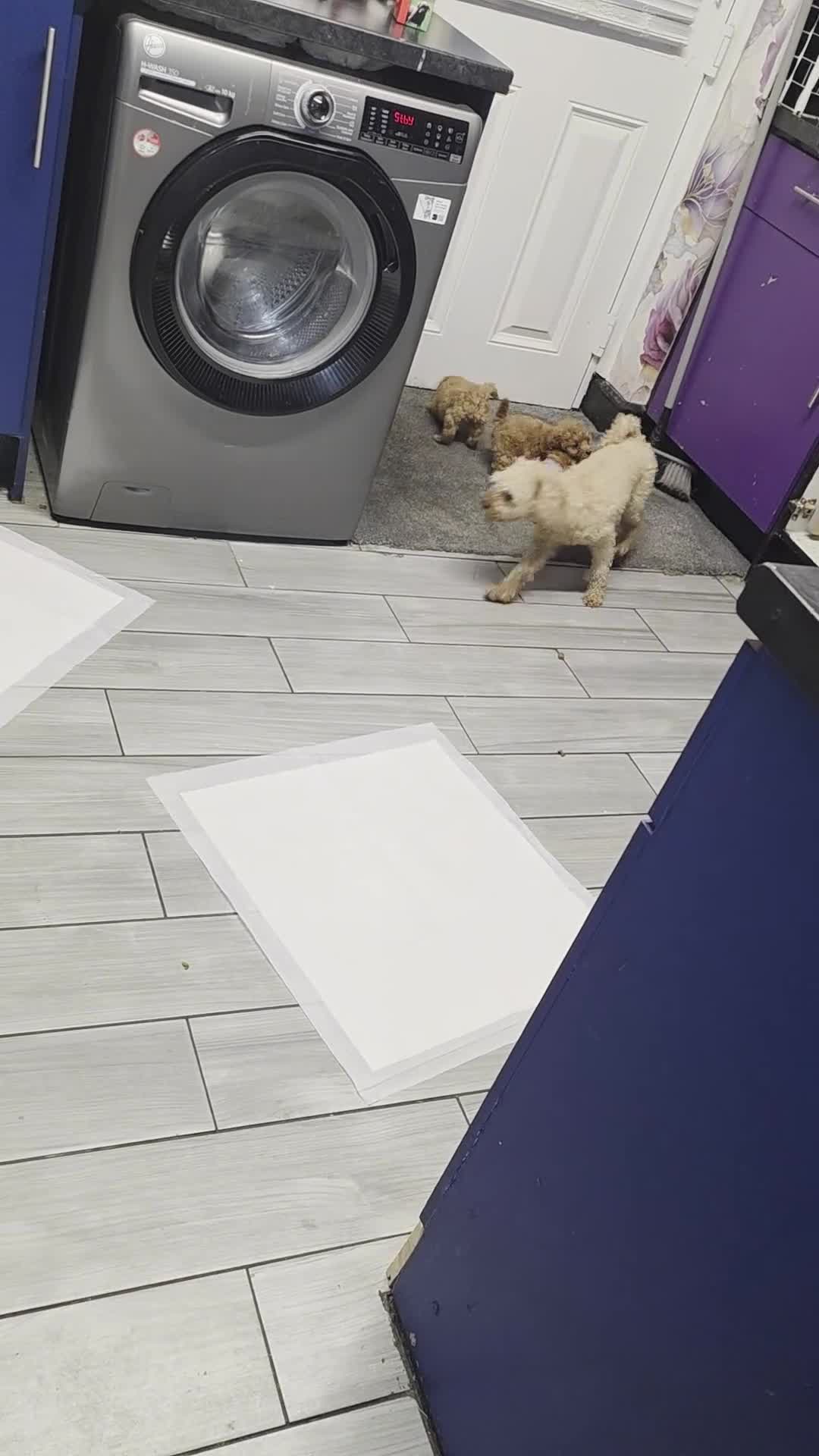 Toy Poodle dogs for sale: Need a home ready to leave  - Video 1
