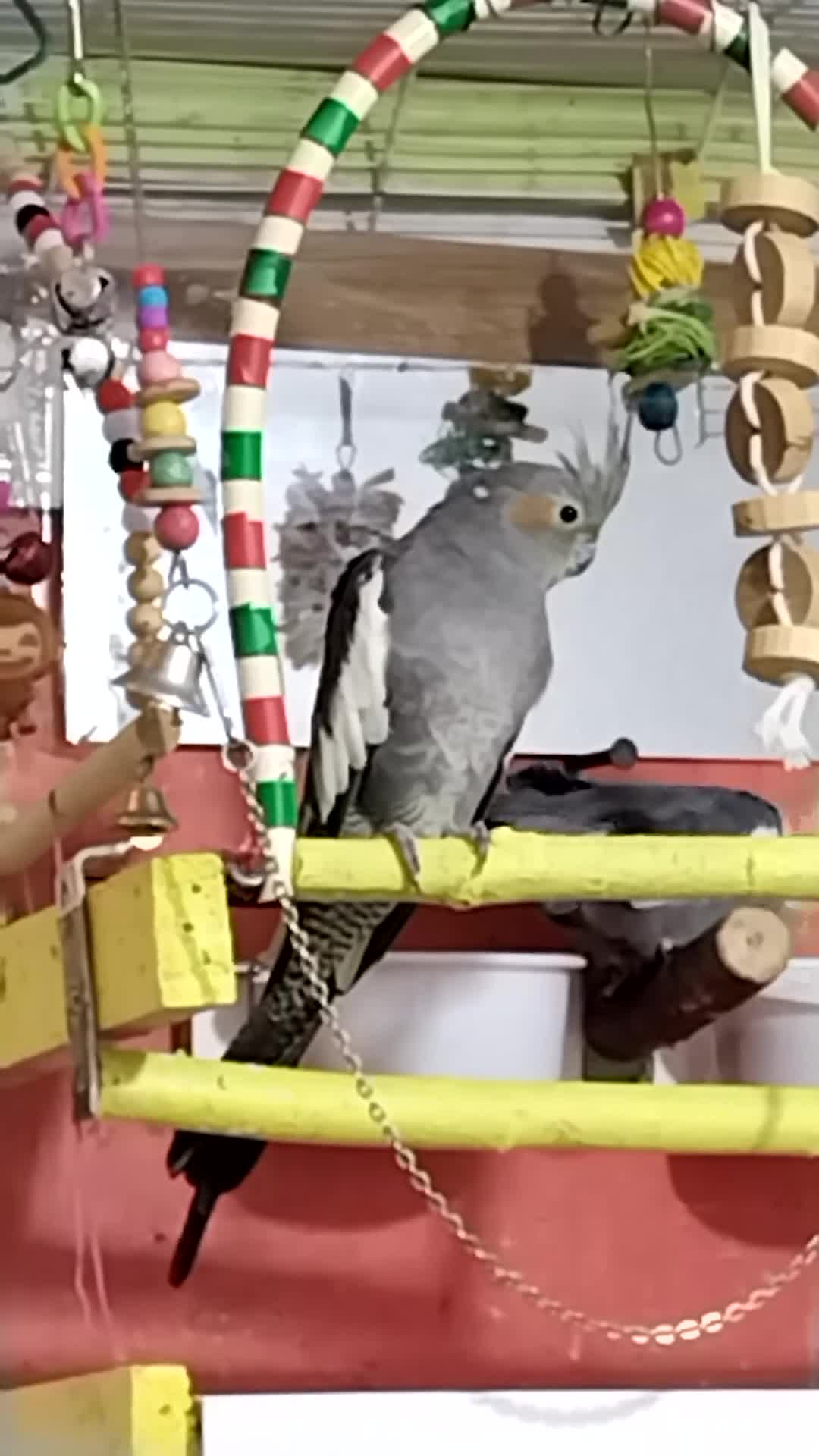 Cockatiels birds for sale: Labobo - Video 1