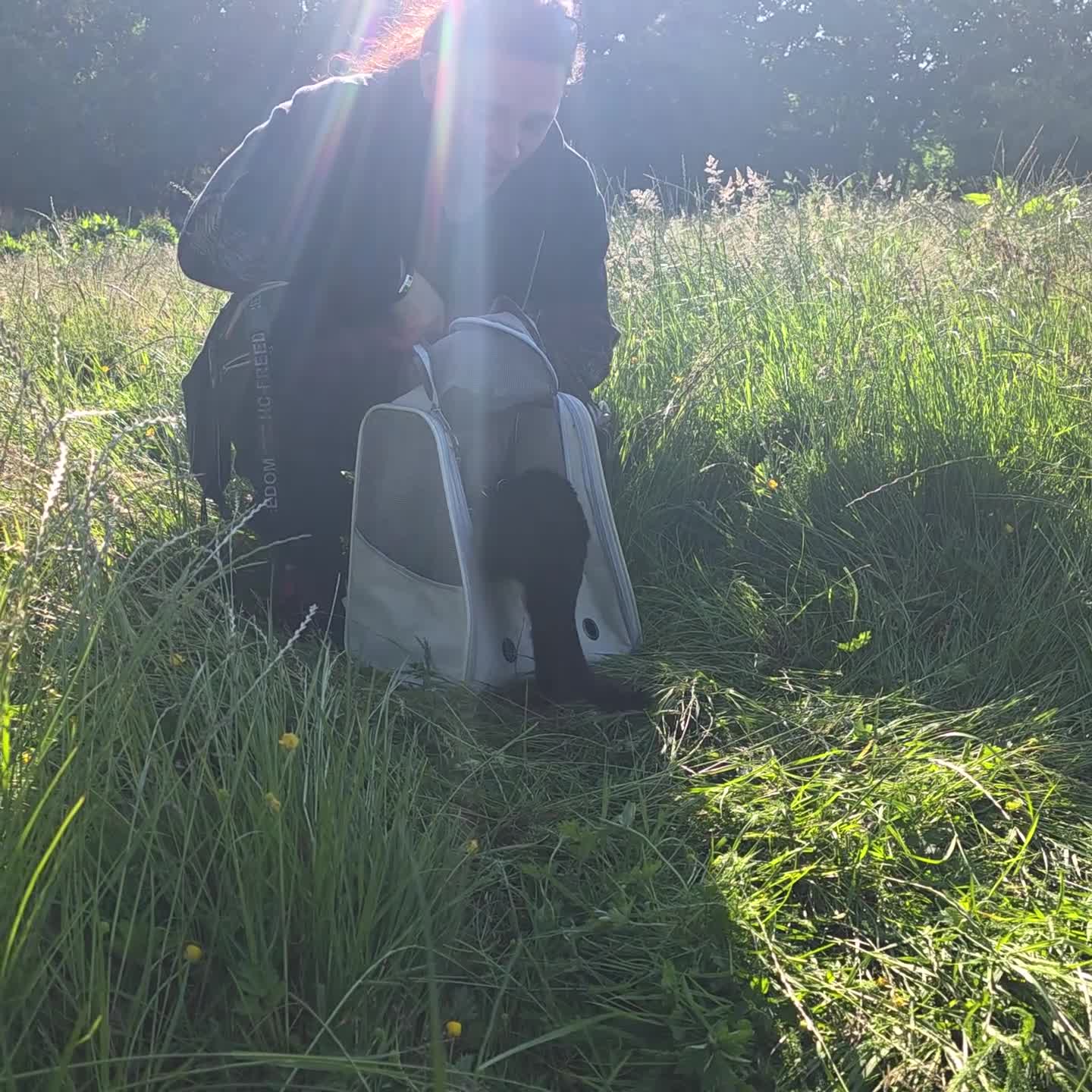 Mixed Breed cats for sale: 8 month old cuddly male kitten needs new home - Video 1