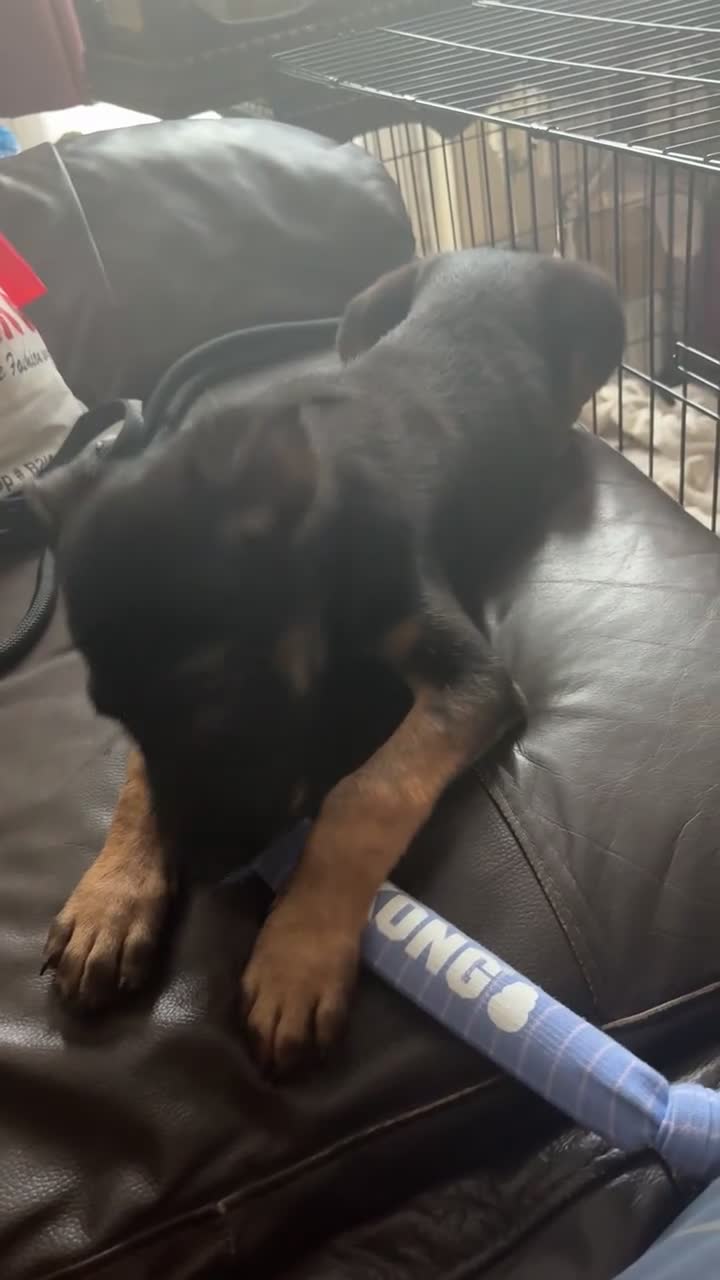 Mixed Breed dogs for sale: rico-dutch shepherd 12 weeks - Video 3