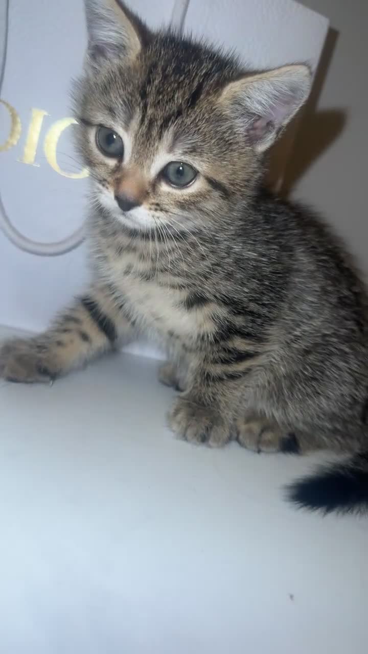 Bengal cats for sale: Beautiful half bengal kitten  - Video 1