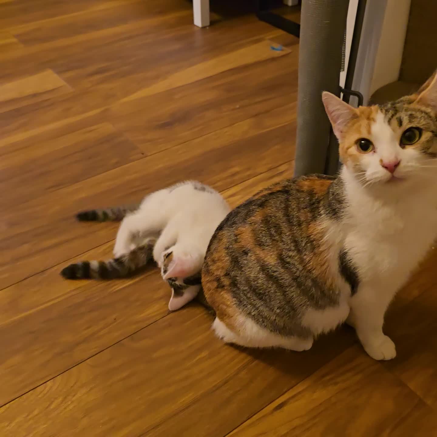 Mixed Breed cats for sale: 4 boys and 2 girls Family-Raised, Well-Socialised  - Video 2