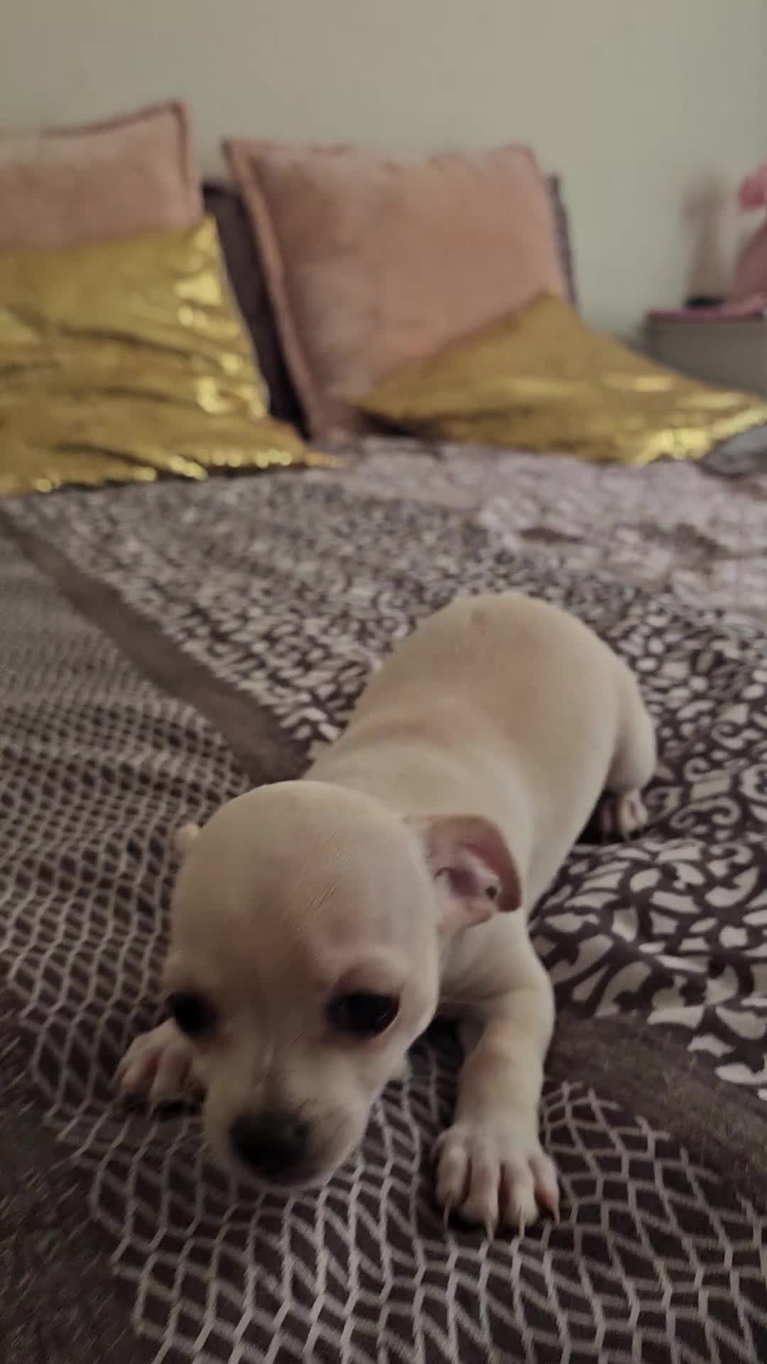 Chihuahua dogs for sale: Chihuahuas for SALE! - Video 2