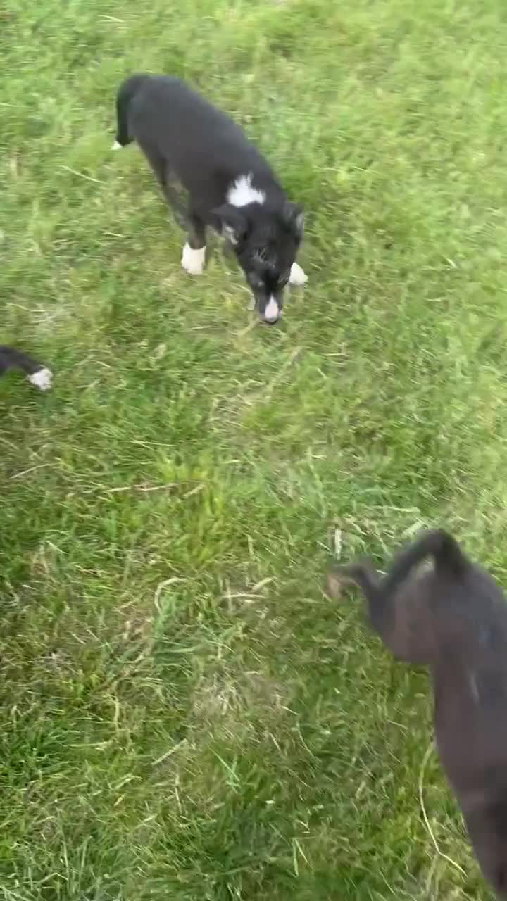 Border Collie dogs for sale: Border Collie Pups for sale  - Video 2