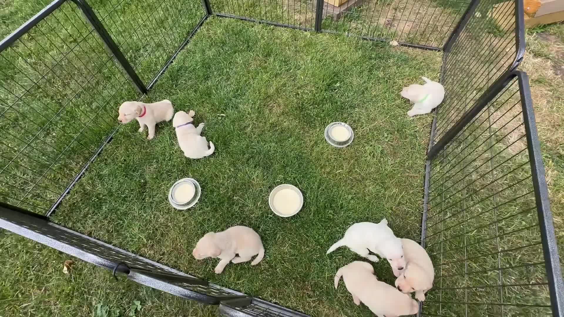 Labrador Retriever dogs for sale: Labrador retriever puppies.  - Video 3