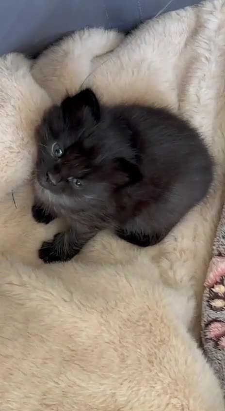 Mixed Breed cats for sale: Beautiful Moggy Kittens Ready Soon - 2 Boys 1 Girl - Video 3