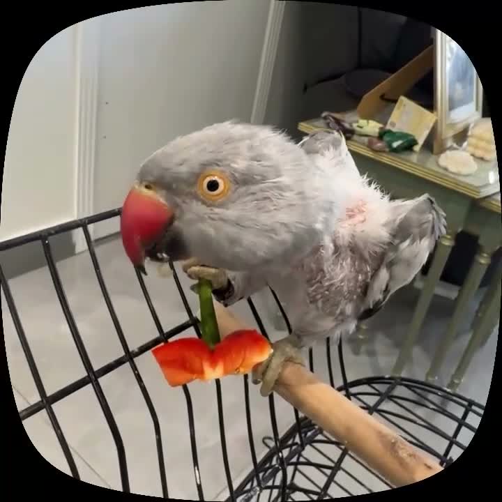 Ringnecks birds for sale: Grey Indian Ringneck Parakeet - Video 1