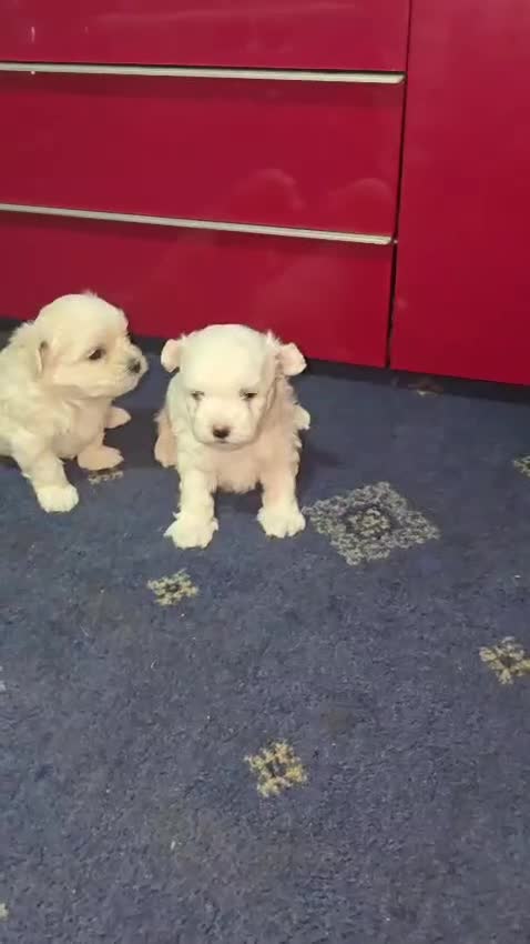 Maltese dogs for sale: Bishon Maltese Minitoy Pure - Video 1