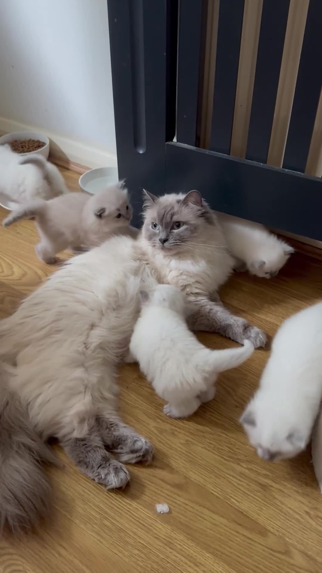 Ragdoll cats for sale: Rare Mink and blue mitted Ragdoll kittens  - Video 5