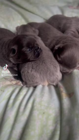 French Bulldog dogs for stud: FLUFFY LILAC TAN FRENCH BULLDOG CARYING TESTABLE in Haywards Heath - Video 5