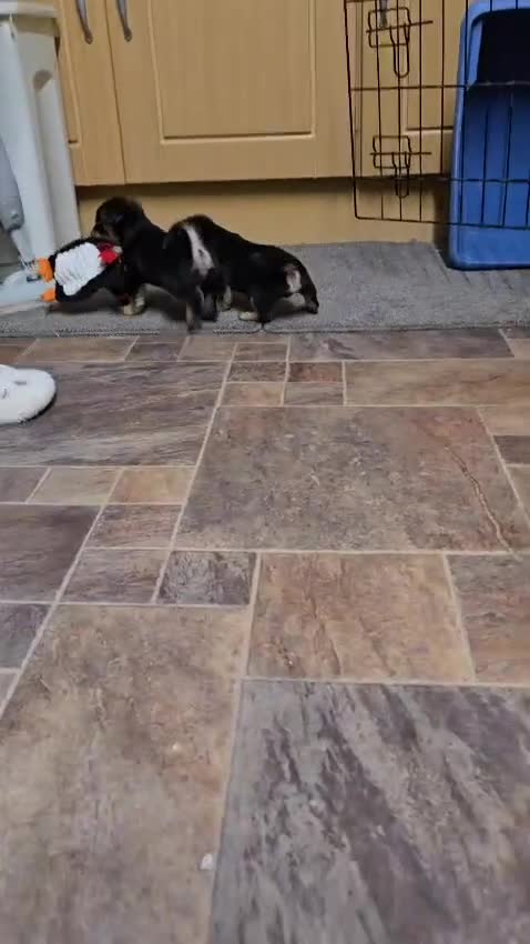 Jack Russell dogs for sale: Jack russle puppies  - Video 2