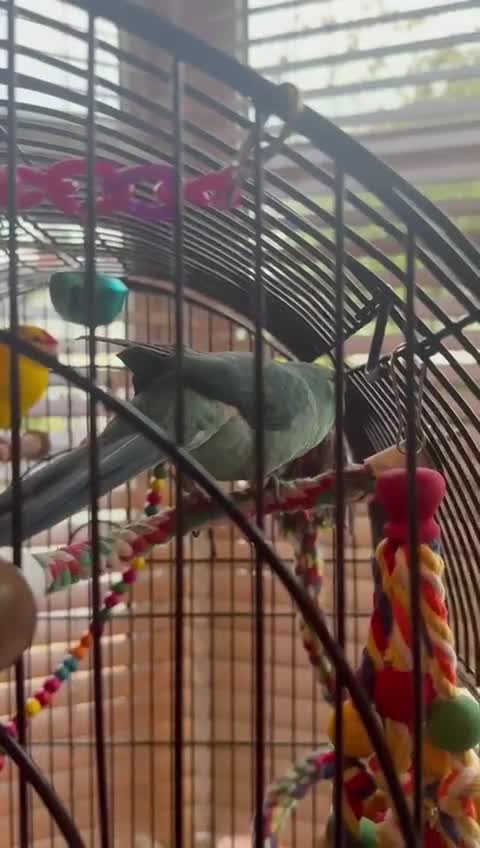 Parakeets birds for sale: Hand reared male talking Kakariki  - Video 1