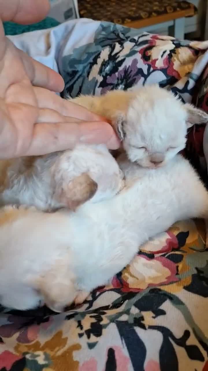 Devon Rex cats for sale: Devon rex kittens FIFE registered/spayed in Rainham - Video 1