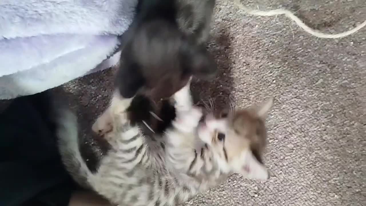Savannah cats for sale: Playful Savannah F5 Mix Kittens for Loving Homes - Video 1