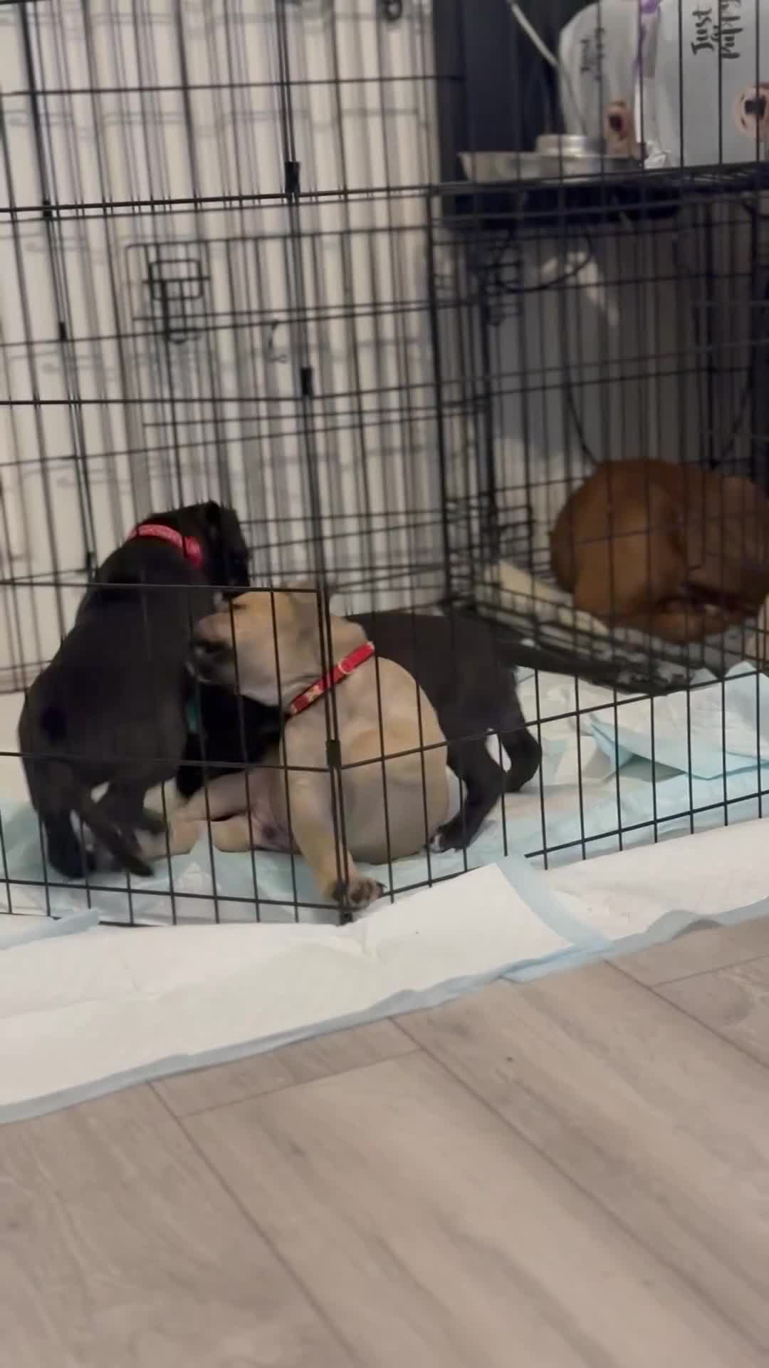 Mixed Breed dogs for sale: Malinos x bull mix  - Video 2