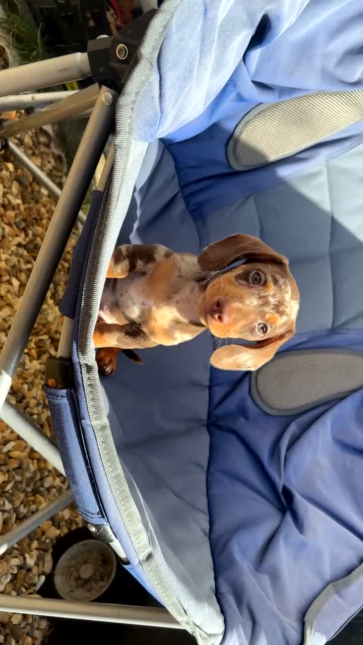 Dachshund dogs for sale: Exceptional KC Registered Miniature Dachshund - Video 1
