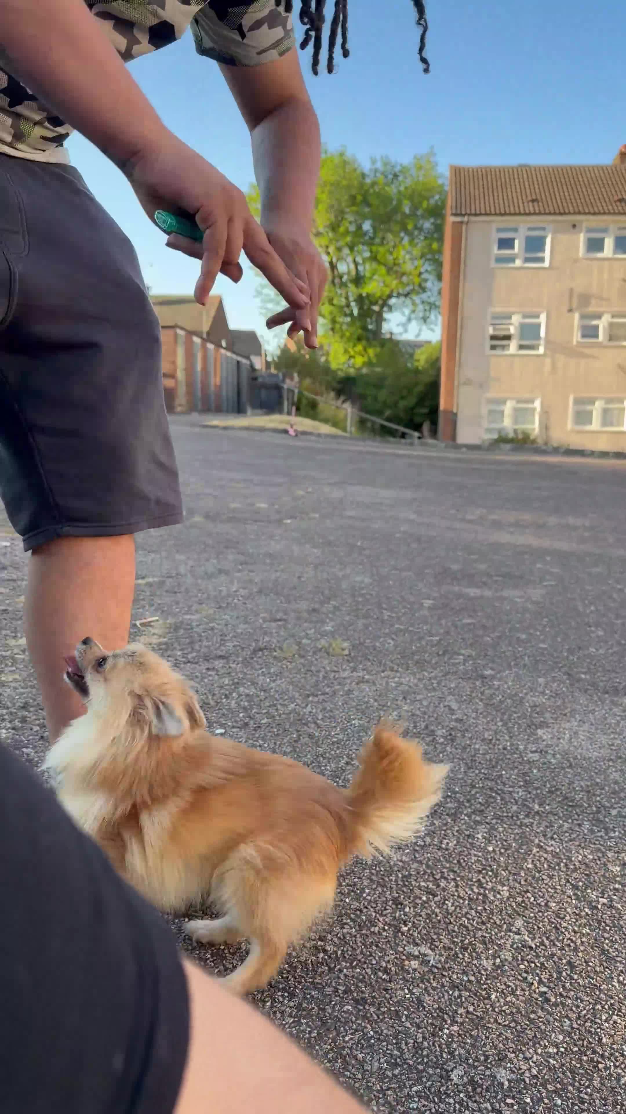 Pomchi dogs for sale: 9 month Pomchi - Video 2