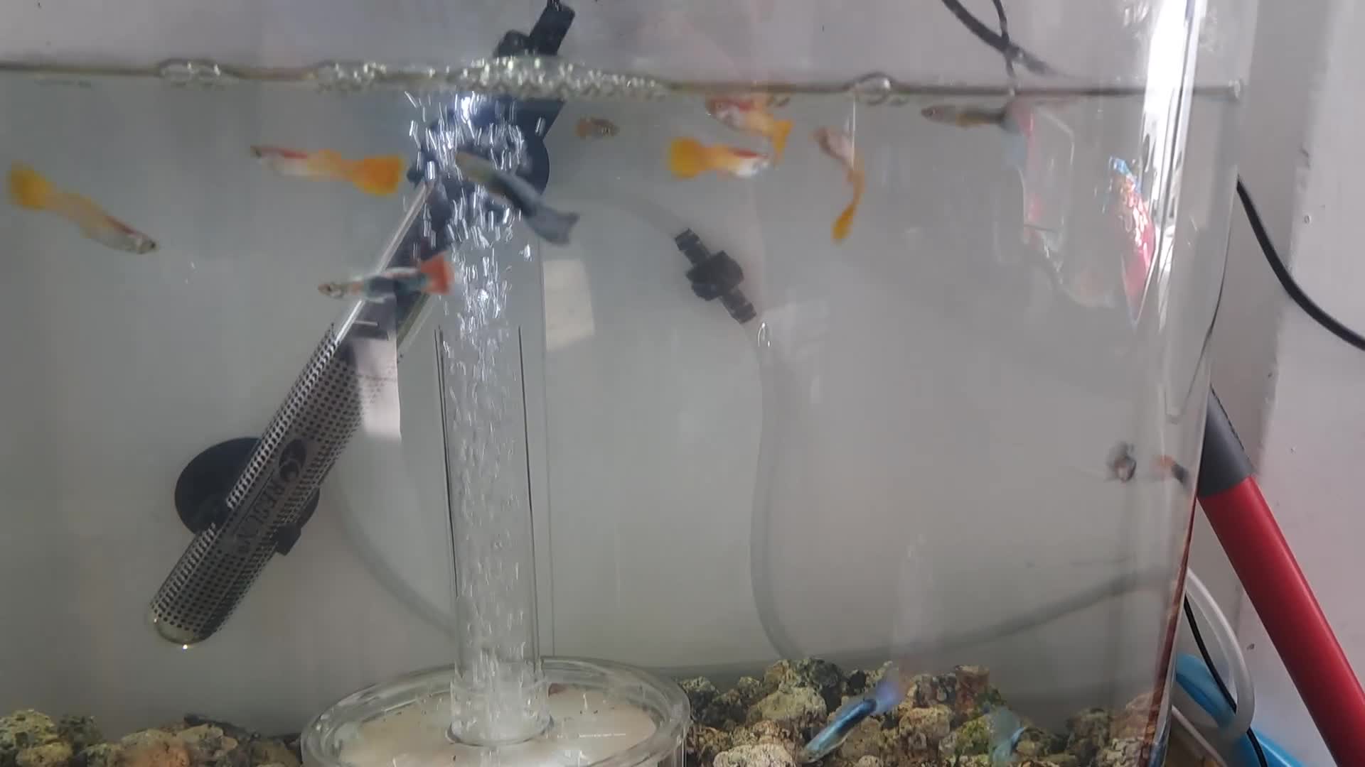 Other/Mixed Breed fish for sale: Fish tank with rocks filter and male guppies  - Video 1