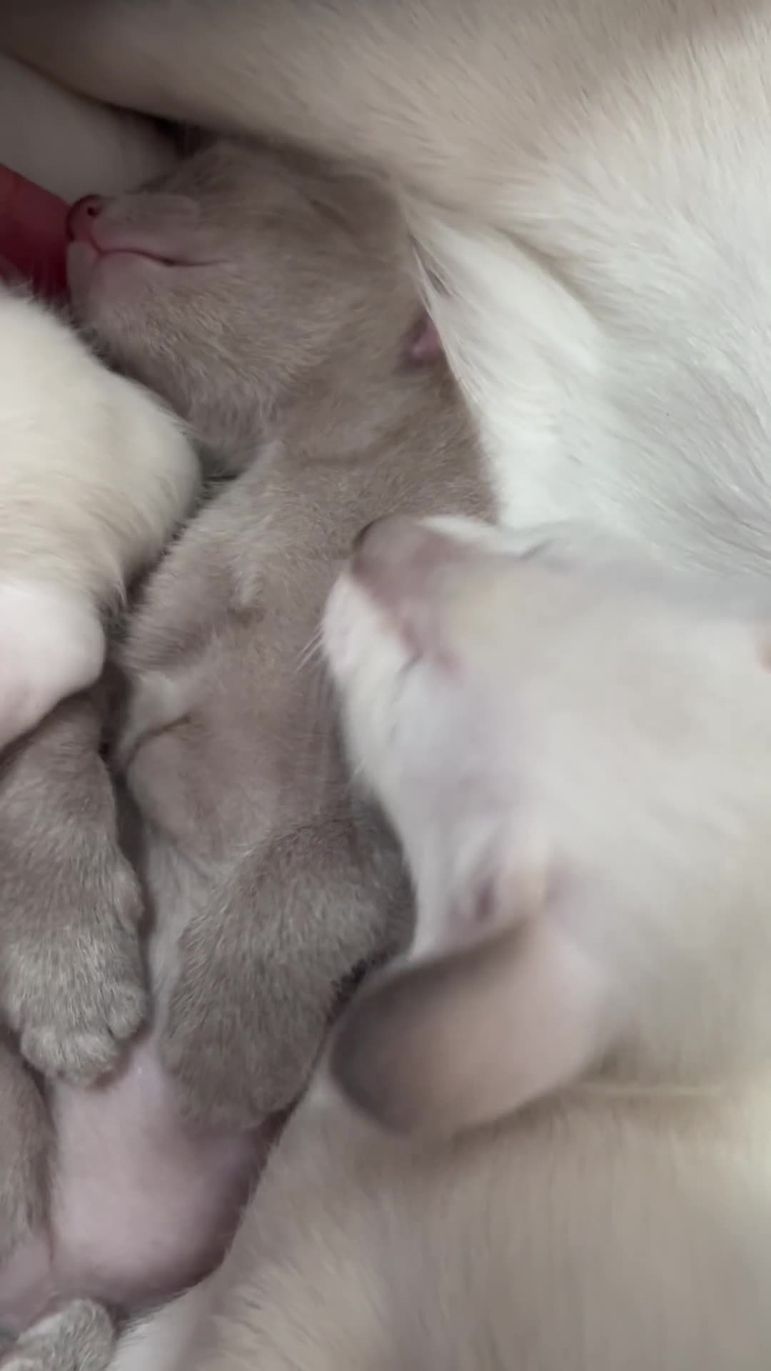 Oriental cats for sale: Outstanding Pedigree Oriental GCCF reg kittens - Video 1